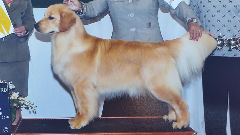 twister, Sherwood's Super Powers Unleashed