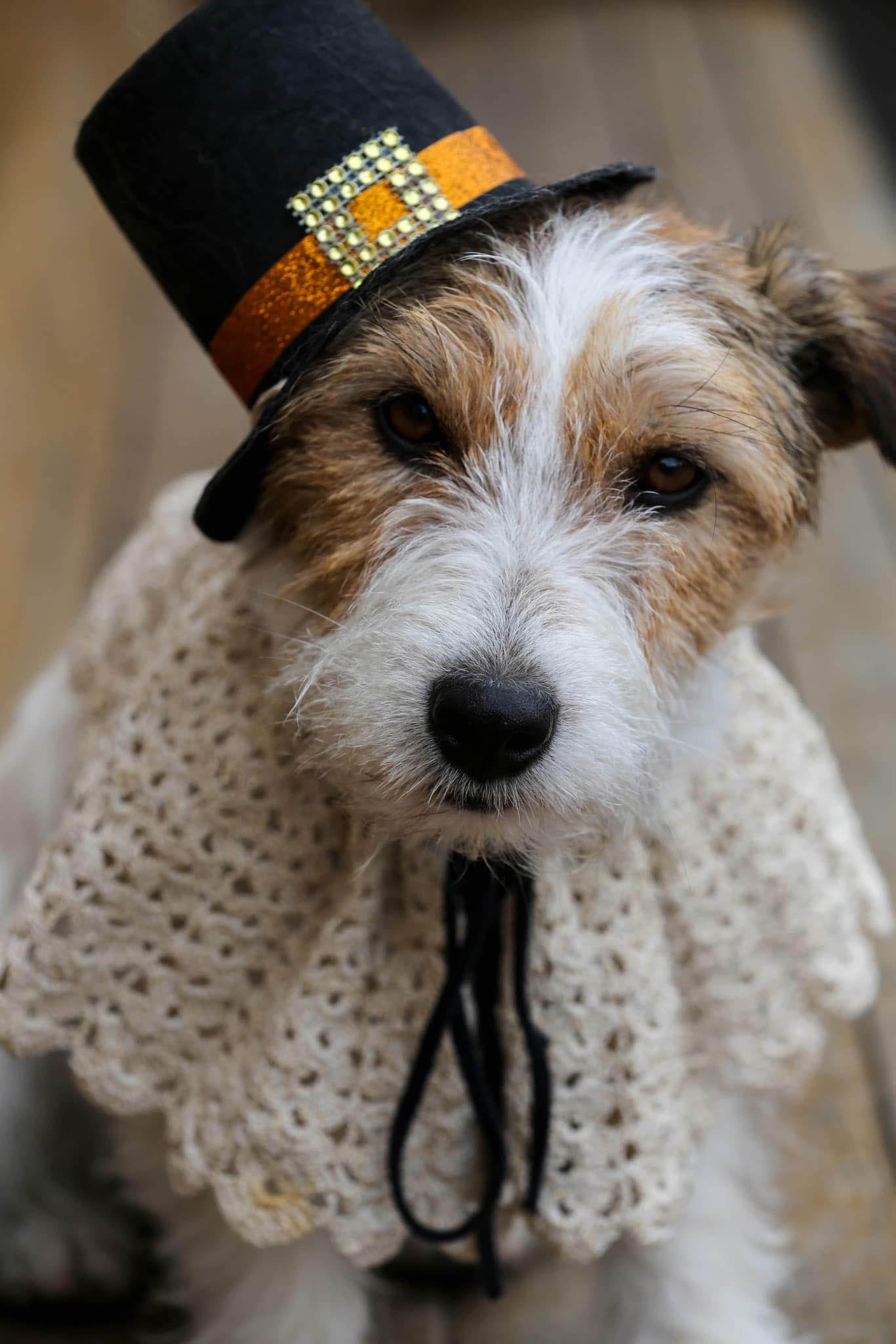 rolex, GCH Sherwood's The Crown Jewels FDC CGC CGCA CGCU TKI 