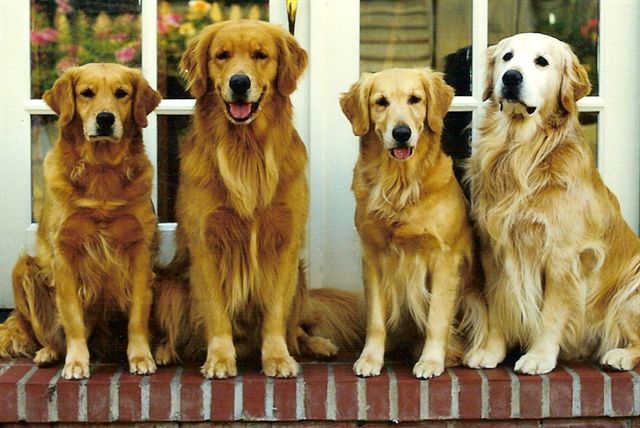 sherwood goldens