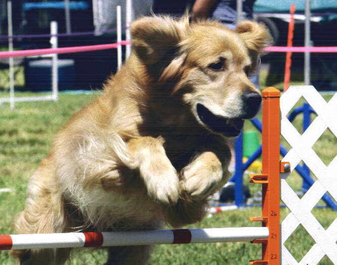 Tiger,  CH Sherwood's Let's Play A Round CD NA NAJ