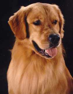 Tiger,  CH Sherwood's Let's Play A Round CD NA NAJ,